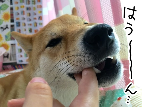 飼い主の指しゃぶりが大好きな柴犬と 変なクセ 柴犬どんぐり三毛猫たんぽぽ Powered By ライブドアブログ