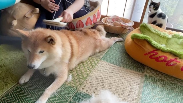 柴犬が動かないので はさまってブラッシングする飼い主 柴犬どんぐり三毛猫たんぽぽ Powered By ライブドアブログ