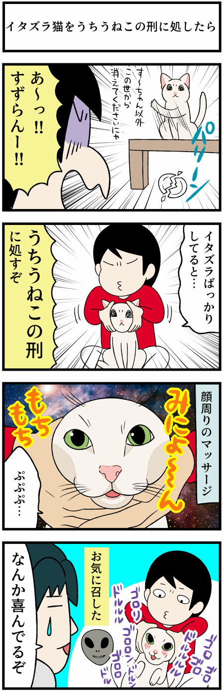20211111猫たち1