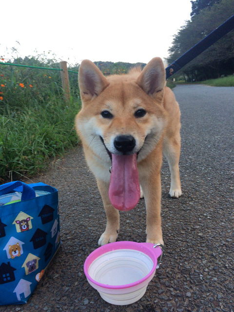 わんこの舌ってこんなに伸びるの 柴犬どんぐり三毛猫たんぽぽ Powered By ライブドアブログ