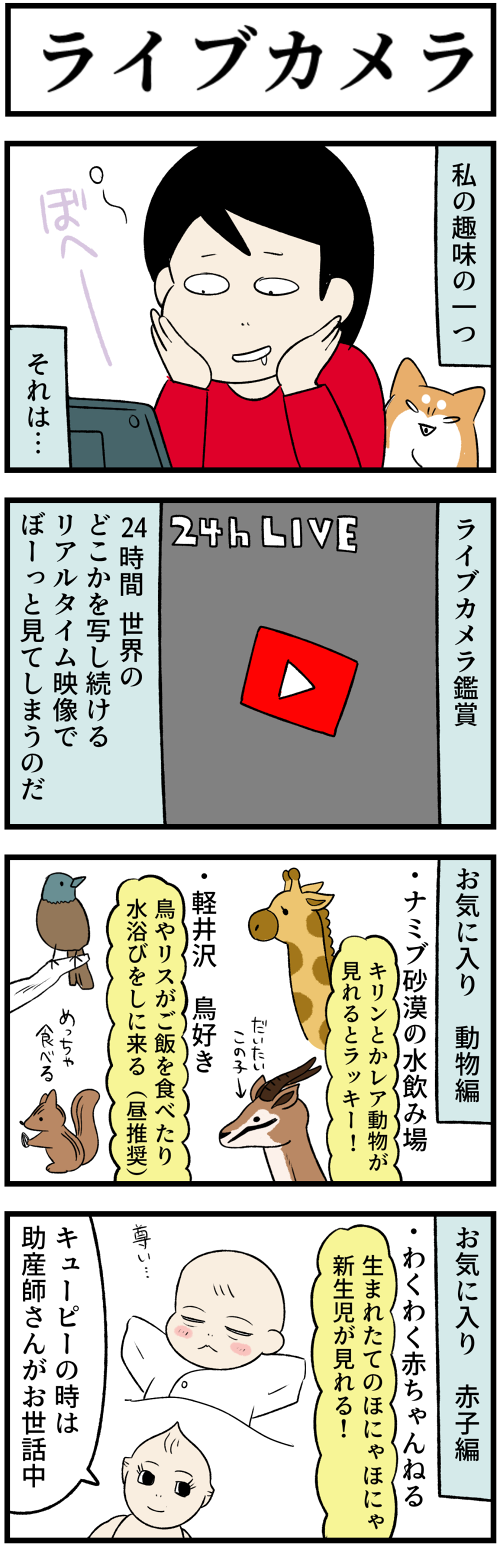 20230628ライブカメラ1