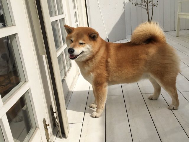 雑誌 レタスクラブ の柴犬まる撮影を見学 どんぐりとの意外な共通点 Pr 柴犬どんぐり三毛猫たんぽぽ Powered By ライブドアブログ 雑誌 レタスクラブ の柴犬まる撮影を見学 どんぐりとの意外な共通点 Pr 柴犬どんぐり三毛猫たんぽぽ Powered By ライブドアブログ