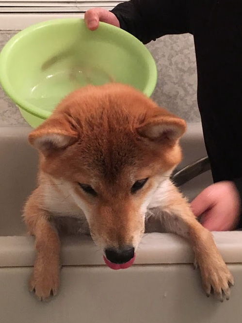 我が家流 柴犬の洗い方 柴犬翻弄記 我が家流 柴犬の洗い方 柴犬翻弄記