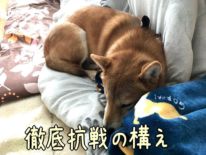柴犬の抗議運動 美食に勝てず 柴犬翻弄記 柴犬の抗議運動 美食に勝てず 柴犬翻弄記