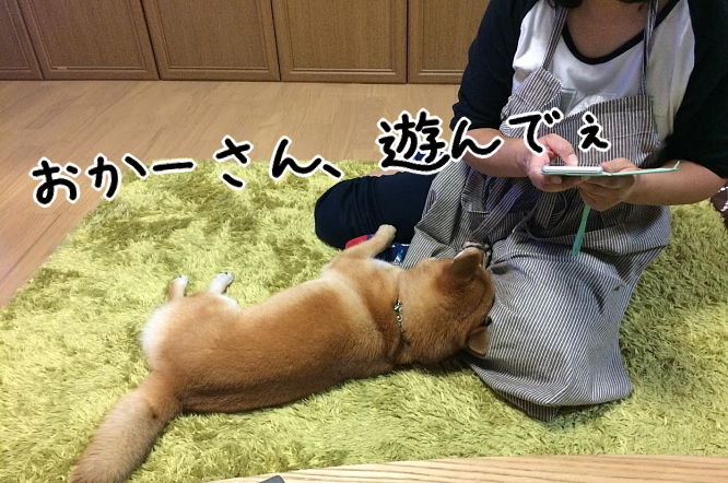 骨は食べたし消化に悪し 柴犬翻弄記