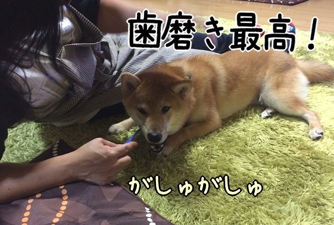 骨は食べたし消化に悪し 柴犬翻弄記