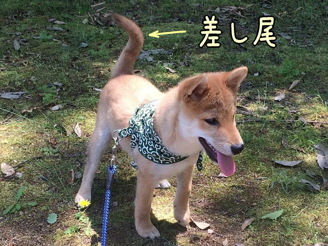 差し尾柴犬 それ疲れないの 柴犬翻弄記