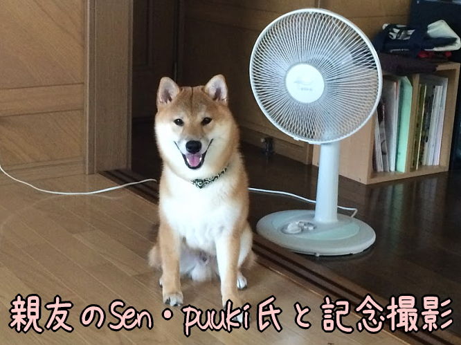 ビビり 柴犬翻弄記 ビビり 柴犬翻弄記