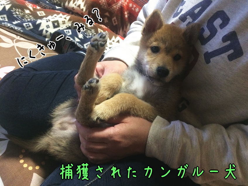 カンガルー犬と呼ばれる 柴犬翻弄記 カンガルー犬と呼ばれる 柴犬翻弄記