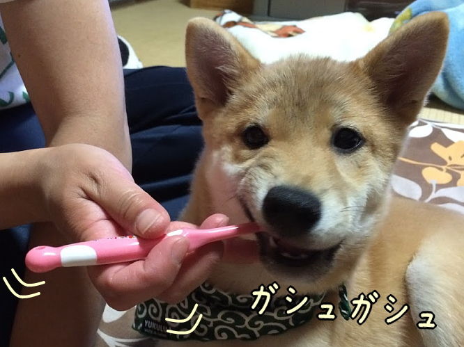 歯磨きする顔に若々しさがない柴犬 柴犬翻弄記 歯磨きする顔に若々しさがない柴犬 柴犬翻弄記