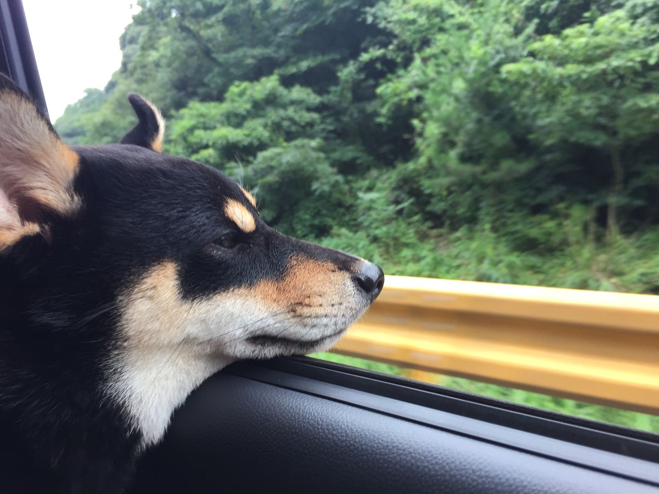 犬は外気の匂いが好き 黒柴犬ハッピーのドライブ編 Goodboy Badgirl 黒柴犬と三毛猫チャンネル 犬は外気の匂いが好き 黒柴犬ハッピーのドライブ編 Goodboy Badgirl 黒柴犬と三毛猫チャンネル