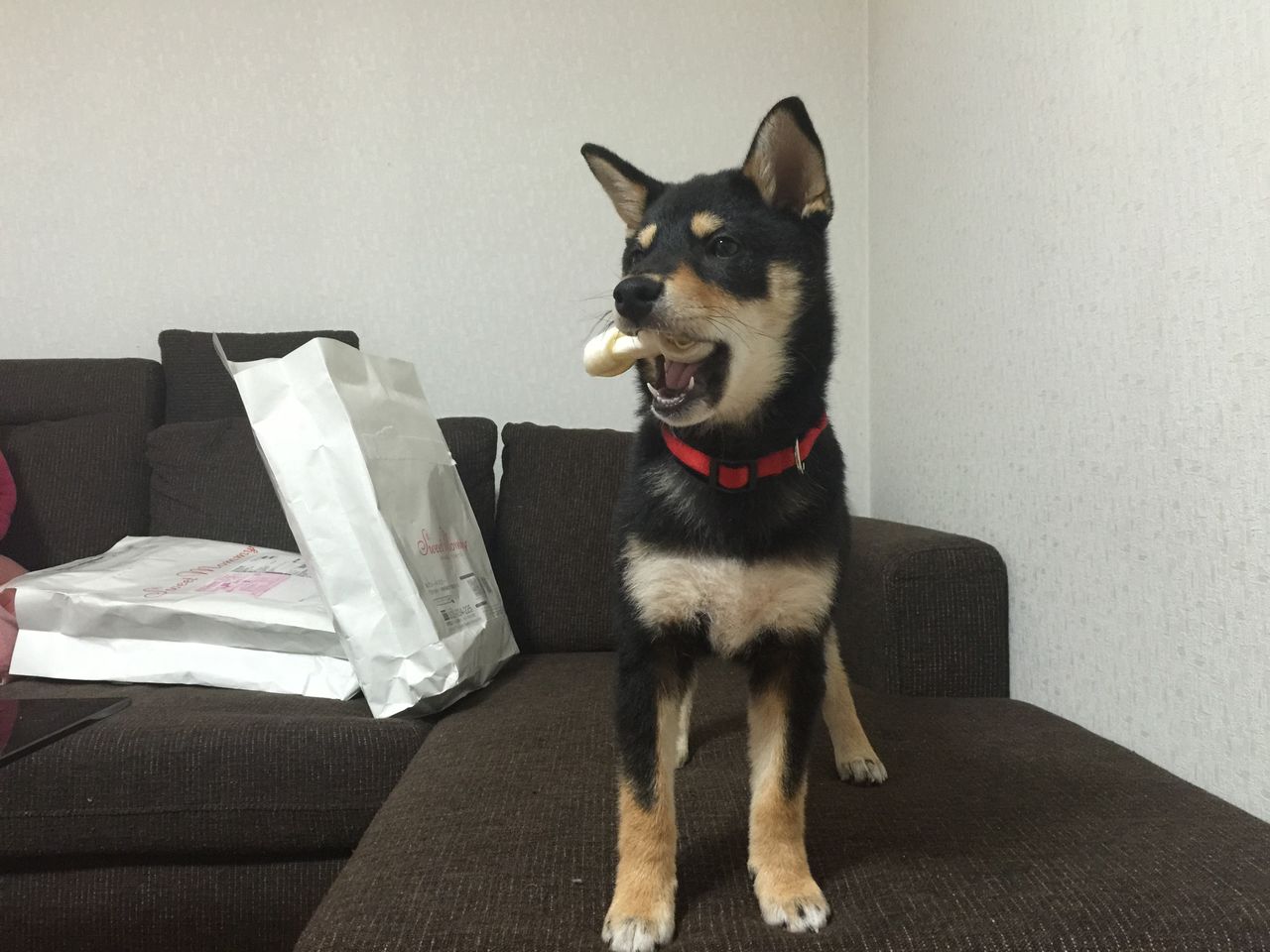 犬のミルクガム 骨型小 を与えてみました 柴犬ハッピーのしつけ 子犬の悩み110番 犬のミルクガム 骨型小 を与えてみました 柴犬ハッピーのしつけ 子犬の悩み110番