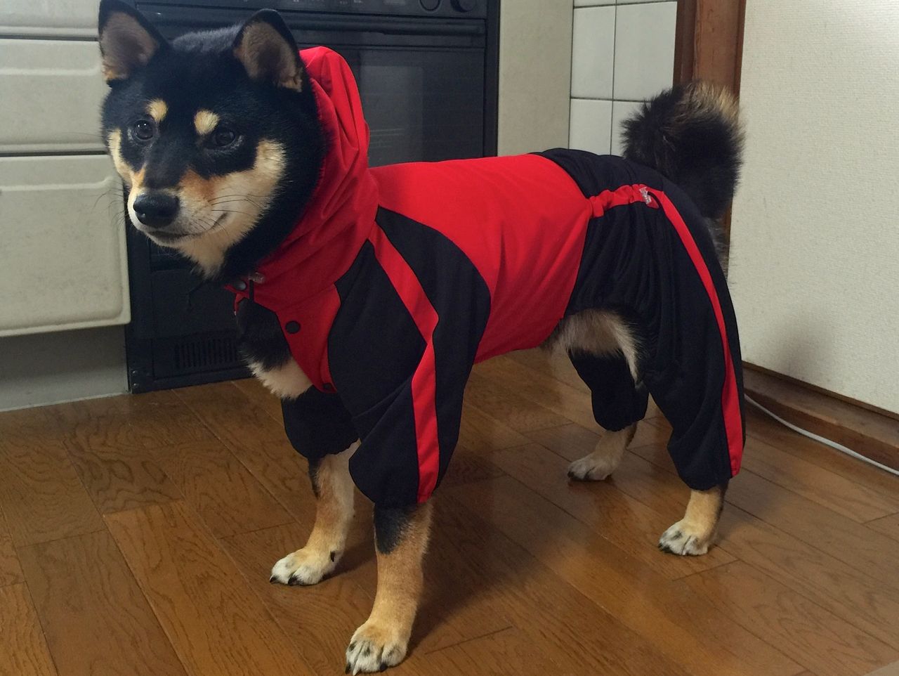 柴犬の服 通販カタログ 最新 はコチラです 柴犬ハッピーのしつけ 子犬の悩み110番 柴犬の服 通販カタログ 最新 はコチラです 柴犬ハッピーのしつけ 子犬の悩み110番