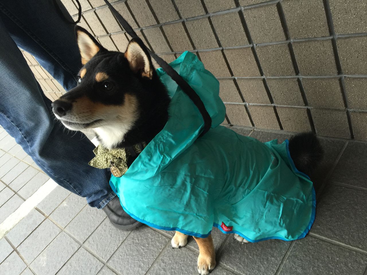 犬用レインコート 中型犬 黒柴犬ハッピーの場合 カタログあり 柴犬ハッピーのしつけ 子犬の悩み110番 犬用レインコート 中型犬 黒柴犬ハッピーの場合 カタログあり 柴犬ハッピーのしつけ 子犬の悩み110番