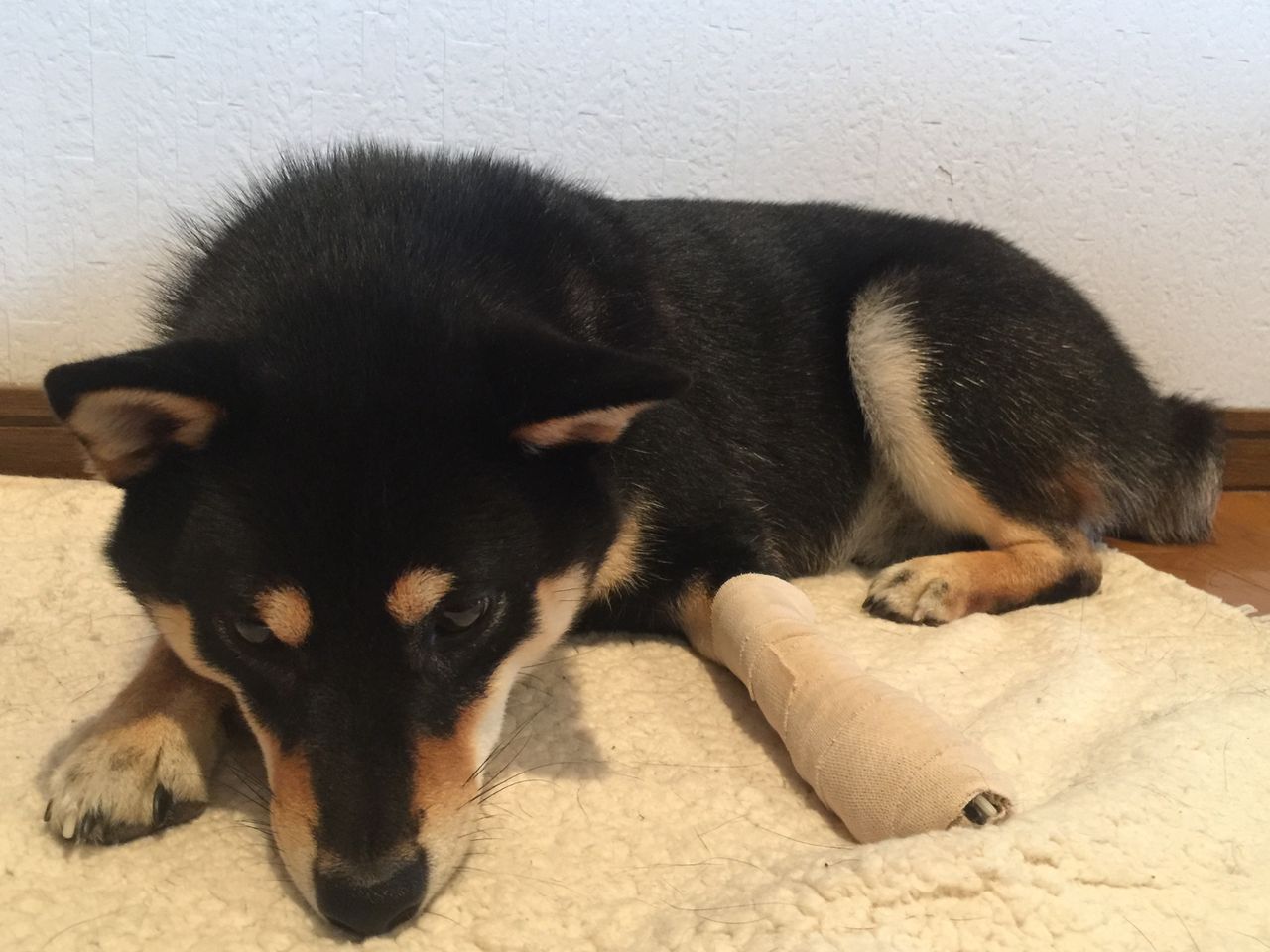 骨折なのか捻挫なのか その症状 病状 について 柴犬ハッピーのしつけ 子犬の悩み110番 骨折なのか捻挫なのか その症状 病状 について 柴犬ハッピーのしつけ 子犬の悩み110番