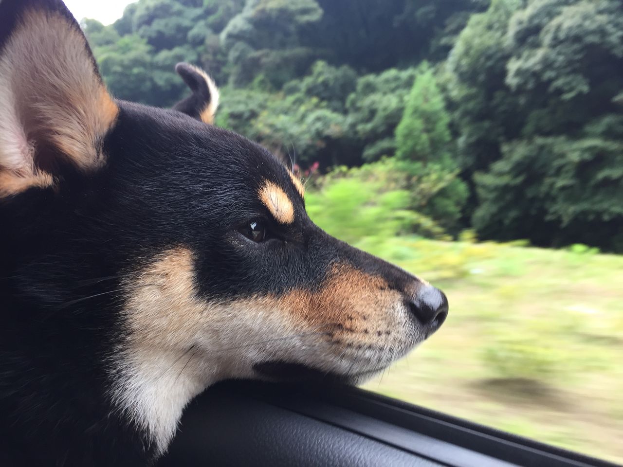 犬は外気の匂いが好き 黒柴犬ハッピーのドライブ編 柴犬ハッピーのしつけ 子犬の悩み110番 犬は外気の匂いが好き 黒柴犬ハッピーのドライブ編 柴犬ハッピーのしつけ 子犬の悩み110番