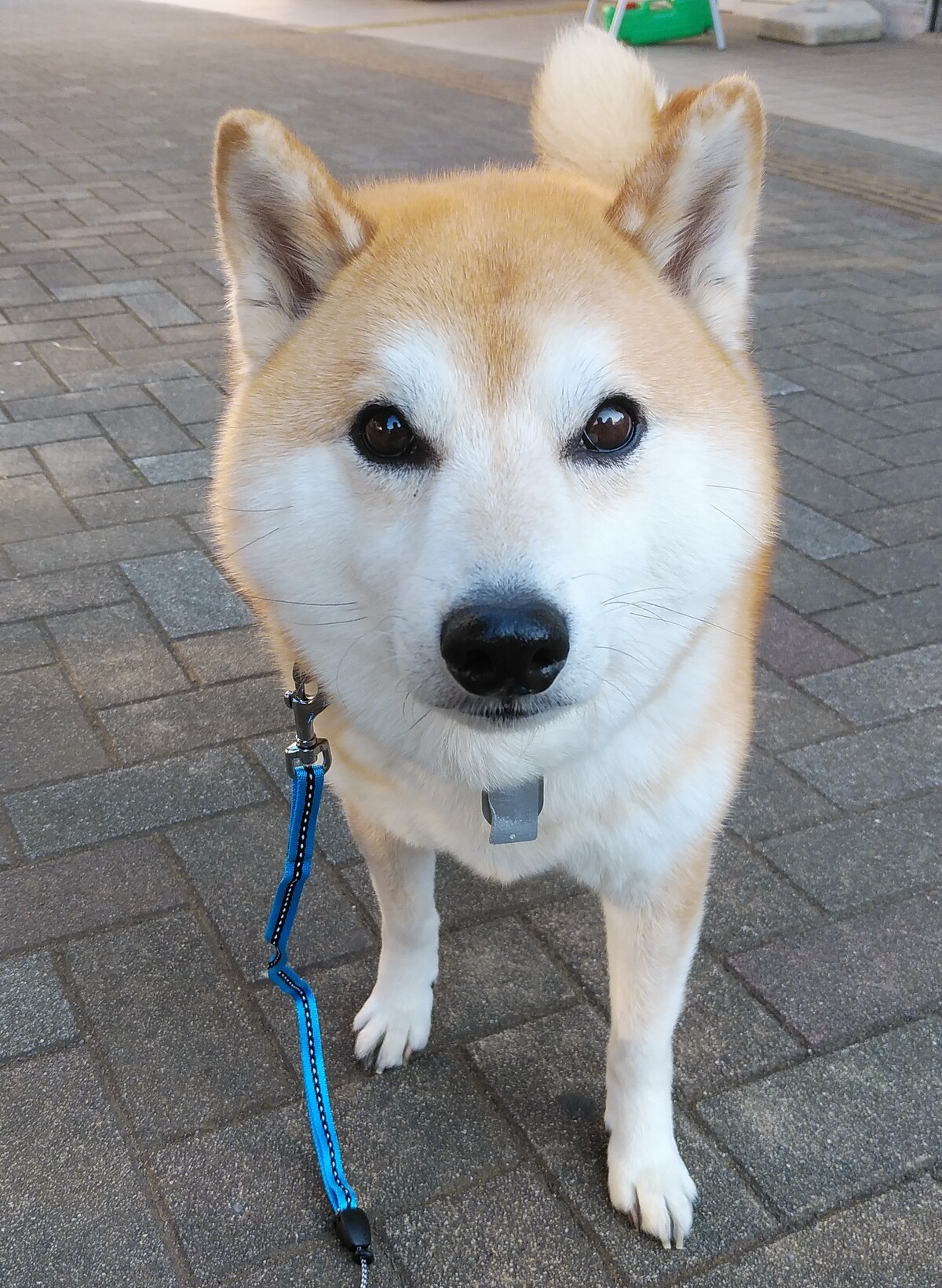がらがらの表参道を走る 柴犬のんすけが行く