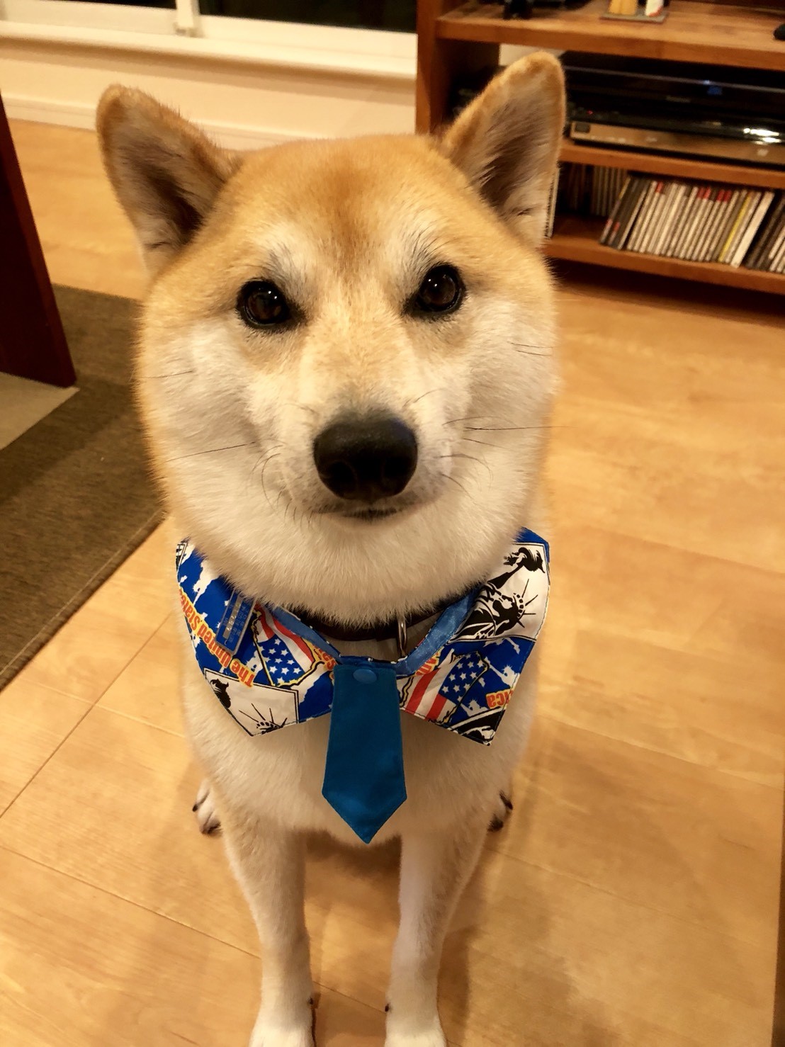 のんすけ対コムスメ 柴犬のんすけが行く