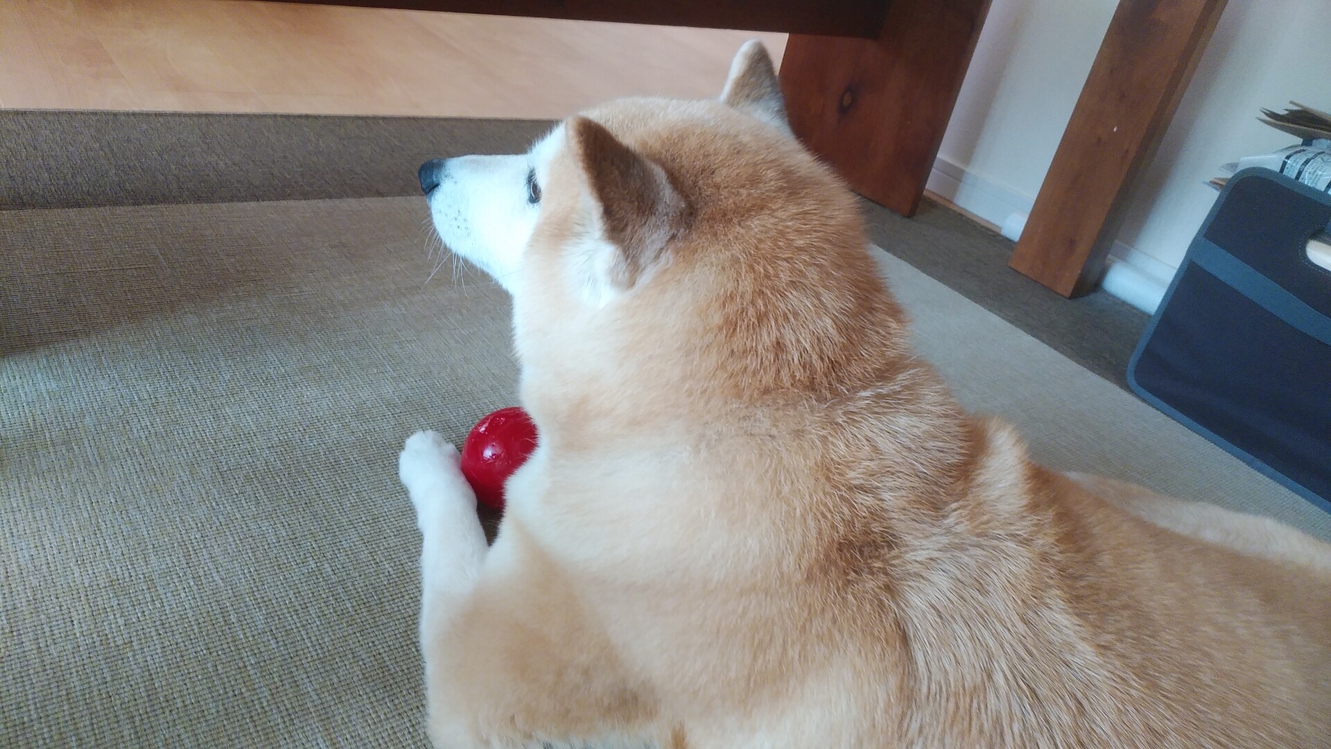 のんすけ 柴犬のんすけが行く