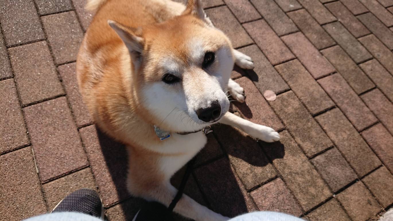 不惑の犬 柴犬のんすけが行く