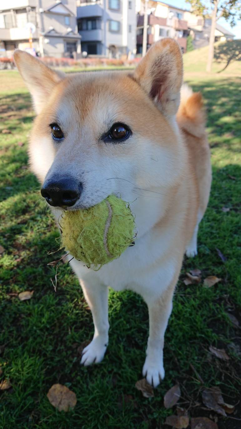 不惑の犬 柴犬のんすけが行く