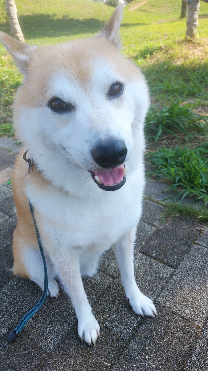 のんすけ 柴犬のんすけが行く のんすけ 柴犬のんすけが行く