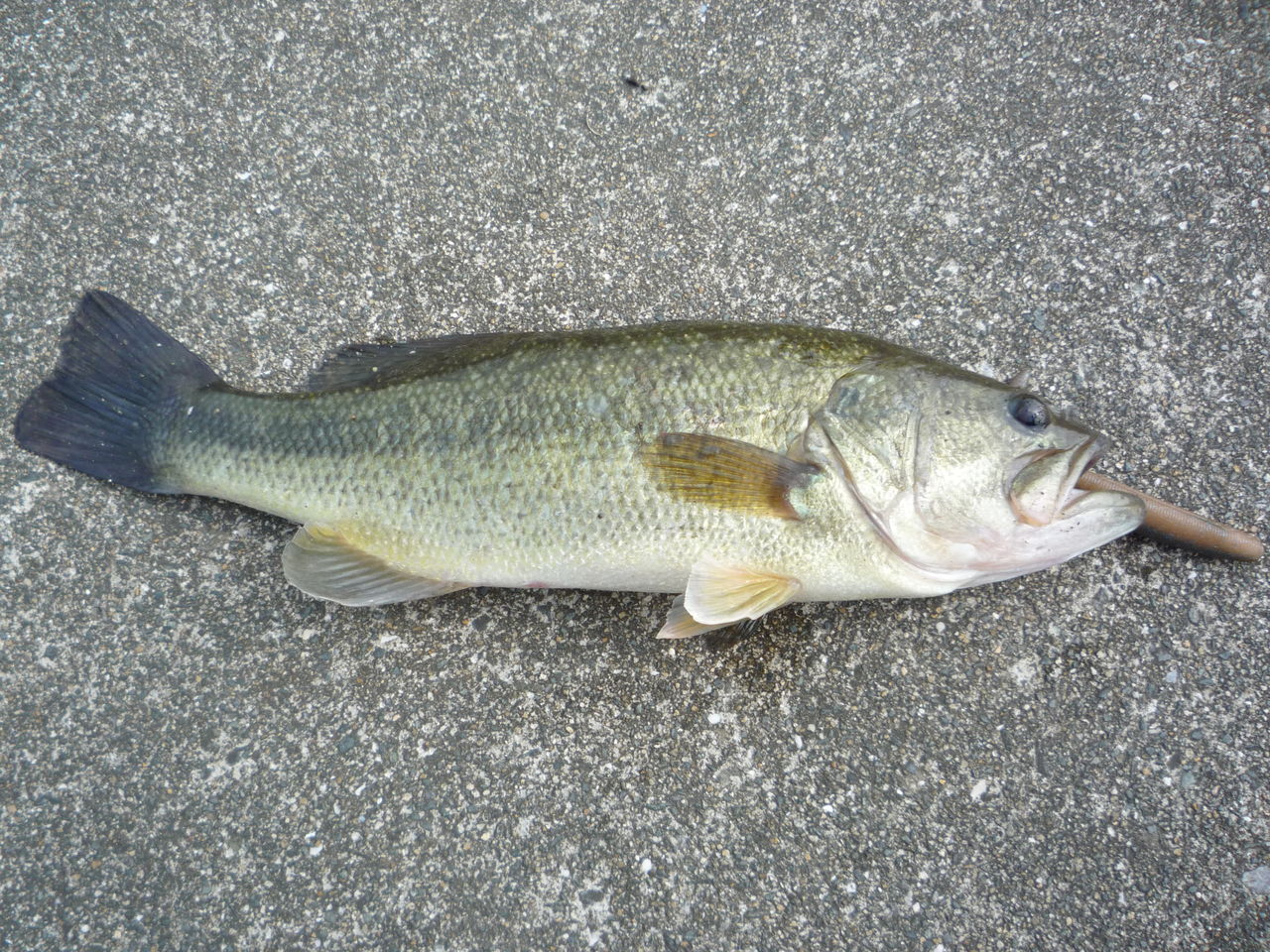 鎮西湖 筑後川 早朝バス釣り まさぼー バス釣りblog In 福岡 鎮西湖 筑後川 早朝バス釣り まさぼー バス釣りblog In 福岡