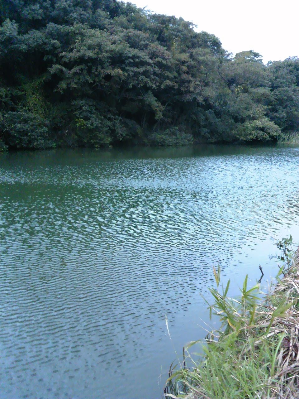 久山町野池 早朝バス釣り 草場池 まさぼー バス釣りblog In 福岡 久山町野池 早朝バス釣り 草場池 まさぼー バス釣りblog In 福岡