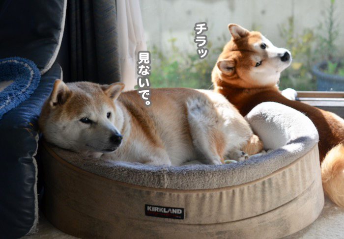 8日夕ブログ9