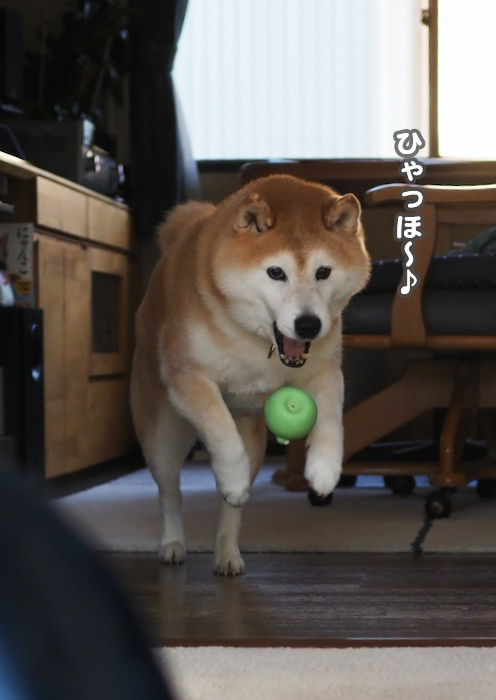 20日夕ブログ１２