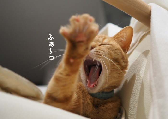 30日夕ブログ４