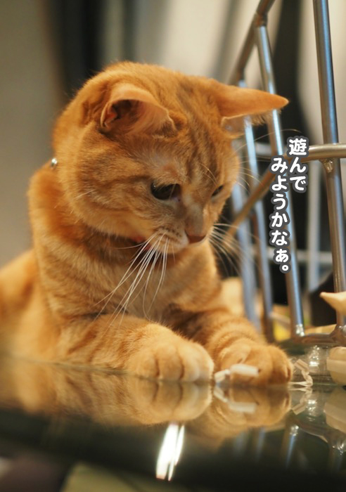 9日夕ブログ３
