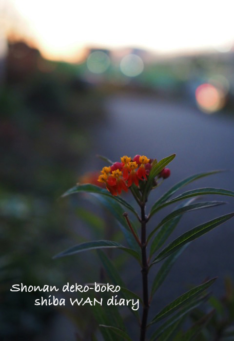 20日夕ブログ１