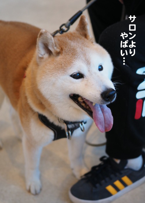 16日夕ブログ５