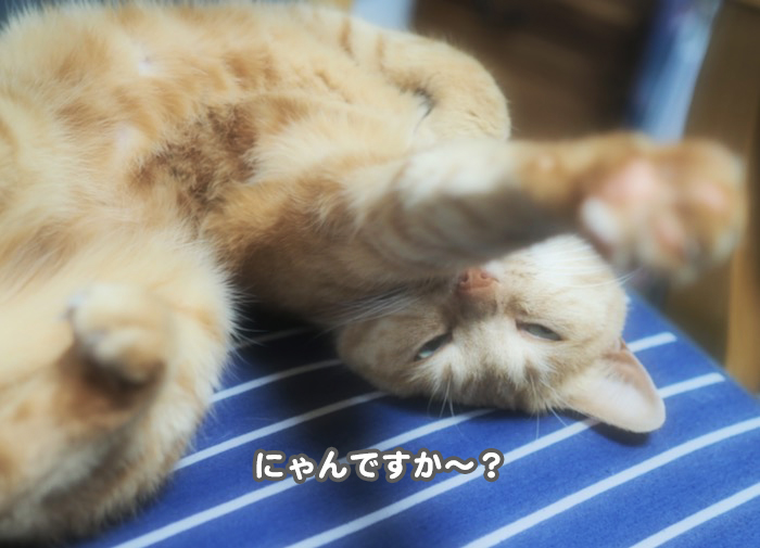 9日夕ブログ４