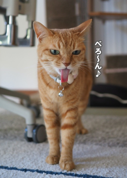 16日夕ブログ５