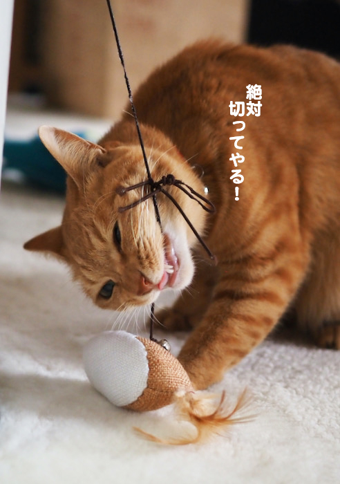 10日夕ブログ３