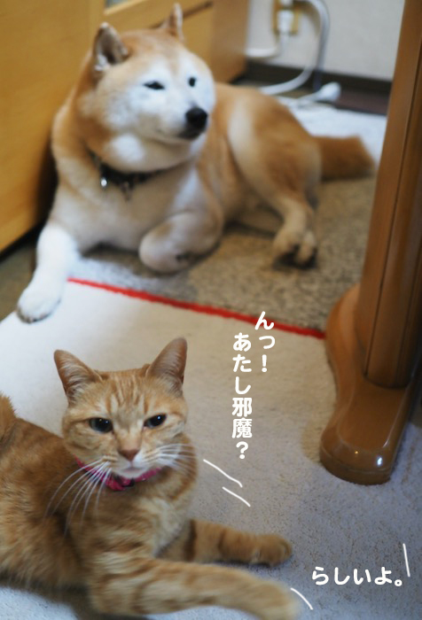 23日夕ブログ７