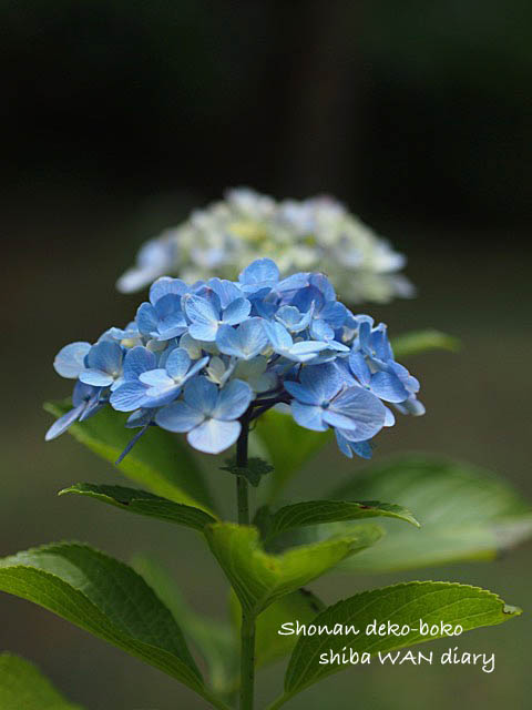 30日ブログ１