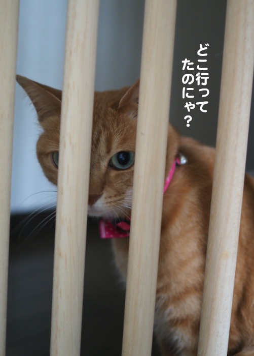 28日夕ブログ８