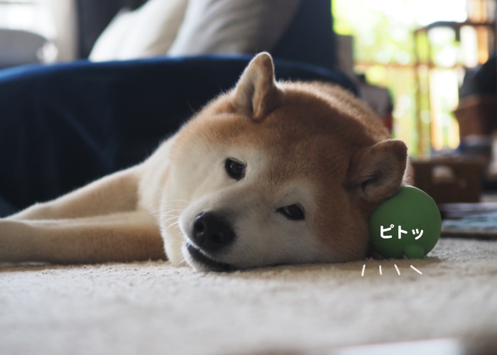 26日夕ブログ２