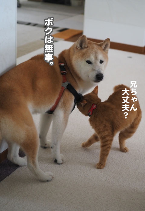 17日夕ブログ８