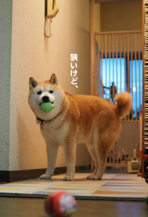 6日夕ブログ４