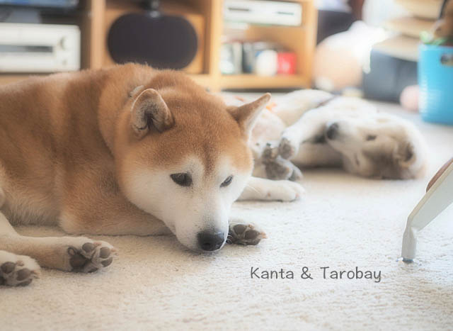 4日ブログ5