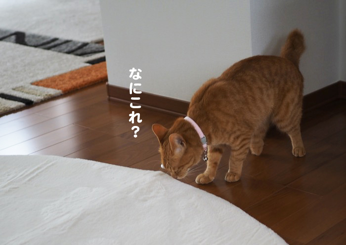25日夕ブログ４