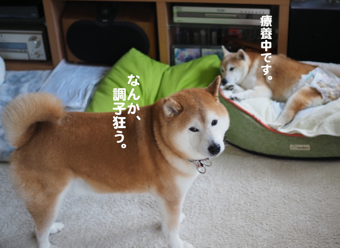 12日夕ブログ５