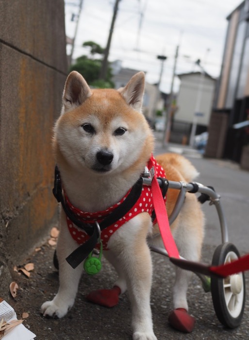 16日ブログ８