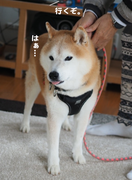20日夕ブログ１０
