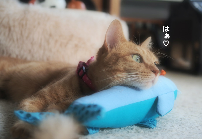 15日夜ブログ７