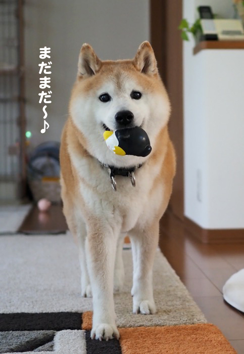 20日夕ブログ６